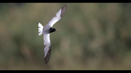 White-winged Tern