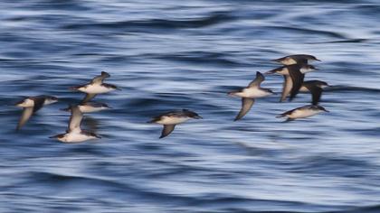Yelkouan Shearwater