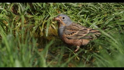 Cretzschmar`s Bunting