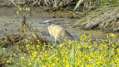 Squacco Heron