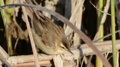 Sedge Warbler