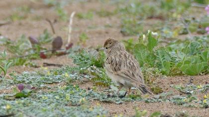 Greater Short-toed Lark