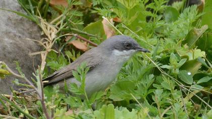 Lesser Whitethroat