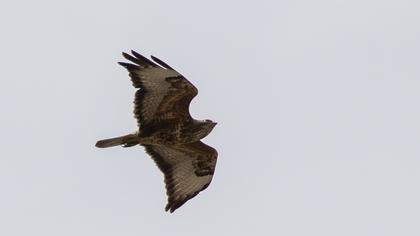 Common Buzzard