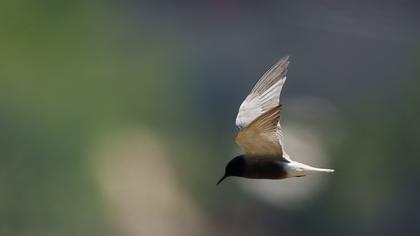 Black Tern