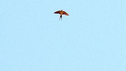 Red-rumped Swallow