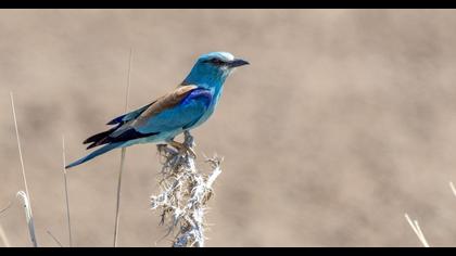 European Roller
