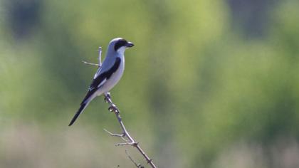 Lesser Grey Shrike