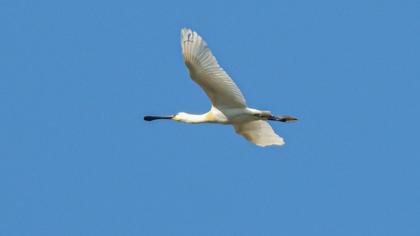 Eurasian Spoonbill