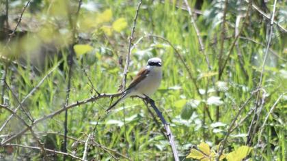 Kızılsırtlı örümcekkuşu