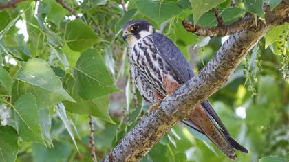Eurasian Hobby