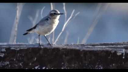 Northern Wheatear