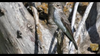 Spotted Flycatcher