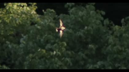 Eurasian Crag Martin