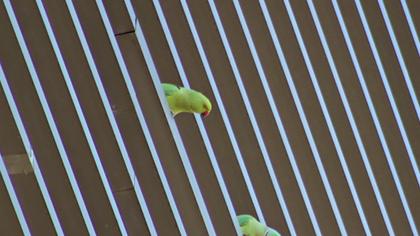 Rose-ringed Parakeet