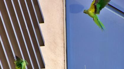 Rose-ringed Parakeet