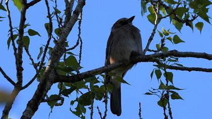 Eurasian Jay