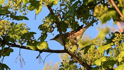 Eastern Olivaceous Warbler
