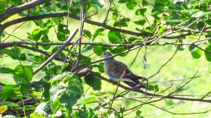 European Turtle Dove