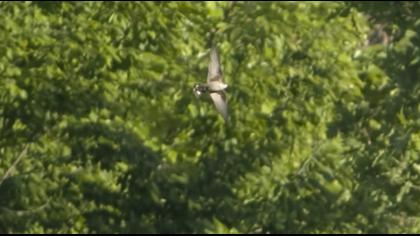 Eurasian Crag Martin