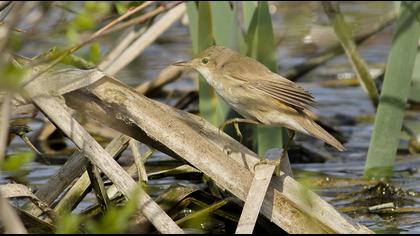 Marsh Warbler