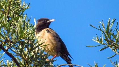 Rosy Starling