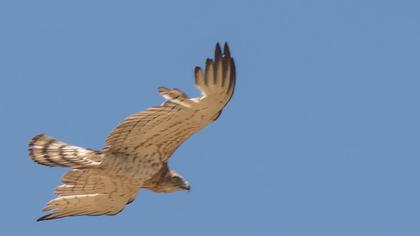 Short-toed Snake Eagle