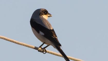 Lesser Grey Shrike
