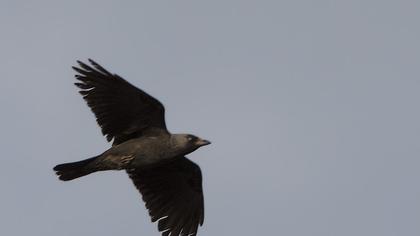Western Jackdaw