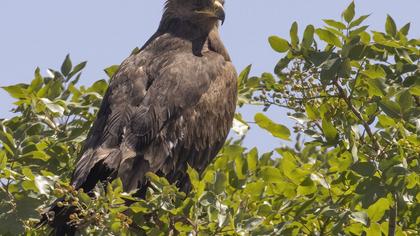 Lesser Spotted Eagle