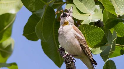 Yellow-throated Sparrow