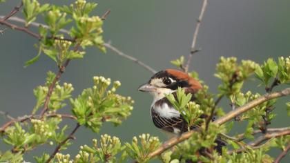 Woodchat Shrike