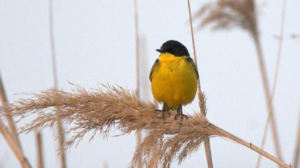 Western Yellow Wagtail