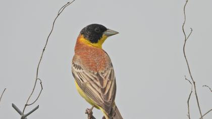 Black-headed Bunting