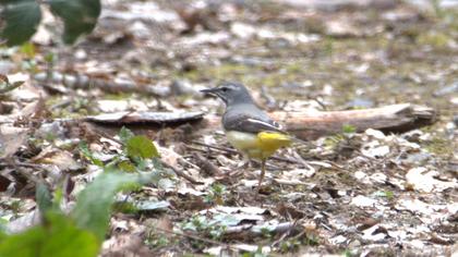 Grey Wagtail