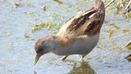 Little Crake