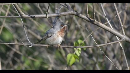 Subalpine Warbler