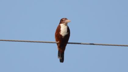 White-throated Kingfisher