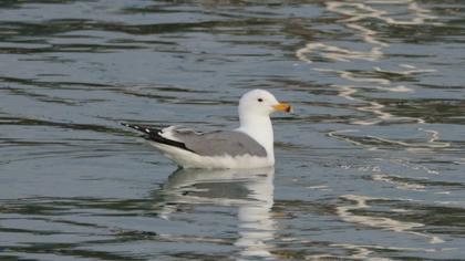 Van gölü martısı