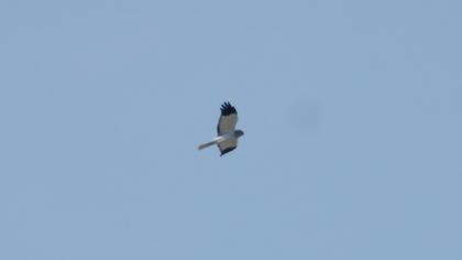 Hen Harrier