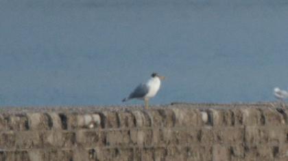 Pallas`s Gull