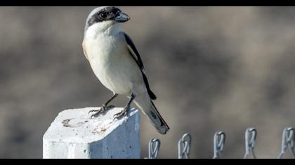 Lesser Grey Shrike