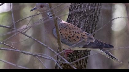 European Turtle Dove