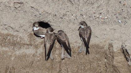 Sand Martin