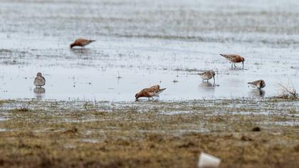 Curlew Sandpiper
