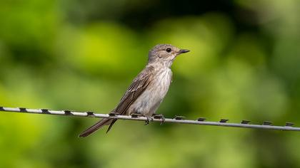 Spotted Flycatcher