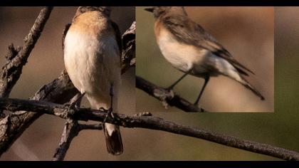 Black-eared Wheatear