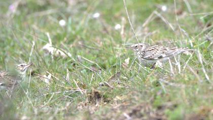 Woodlark