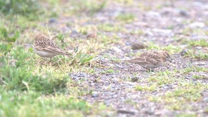 Greater Short-toed Lark