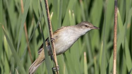 Büyük kamışçın